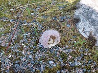 Zee egel?