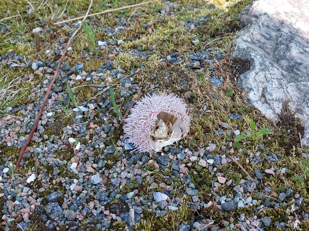 Zee egel?