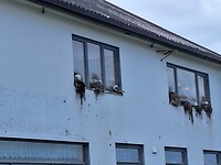 Broedende vogels