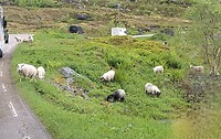 Kudde schapen langs de weg