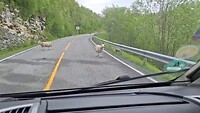 Schaapjes langs de route