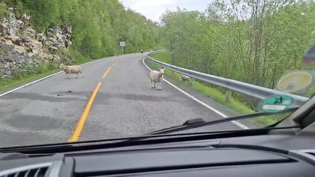 Schaapjes langs de route