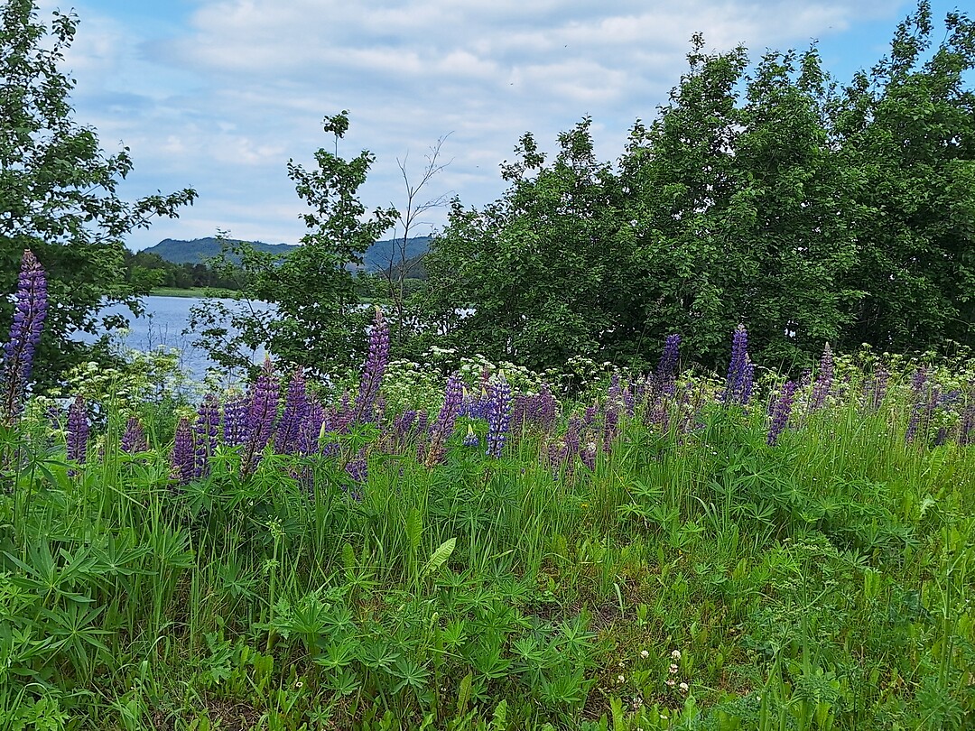 Op weg naar Trondheim