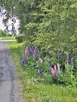 Lupine's