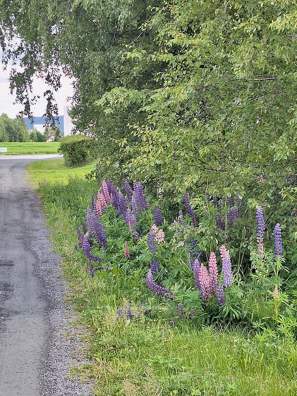 Lupine's