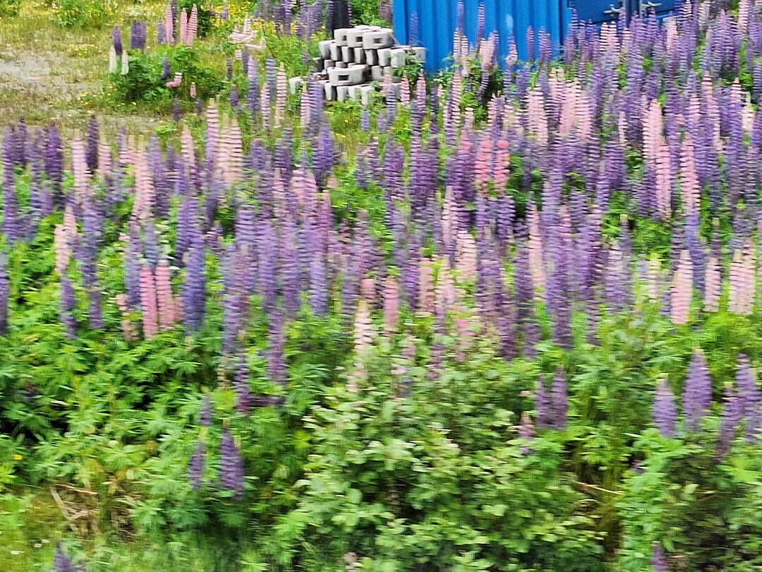 1000081162