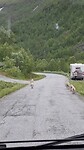 Blijft leuk, schapen langs de route