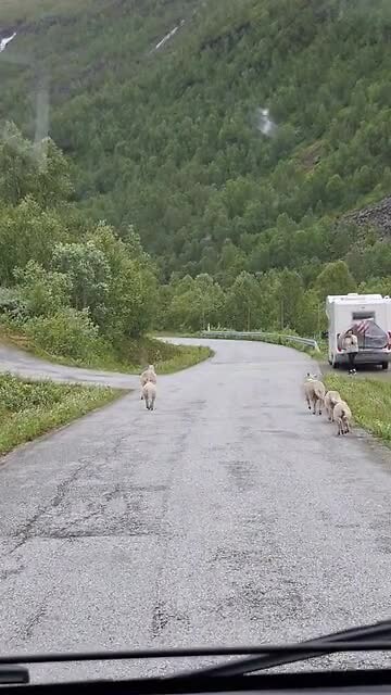 Blijft leuk, schapen langs de route