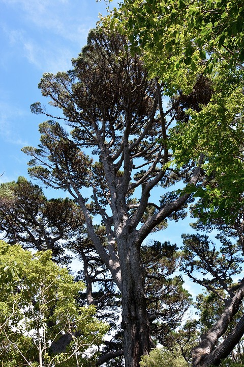 Botanische tuin