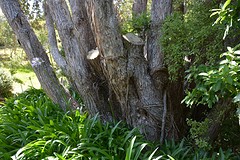 Botanische tuin