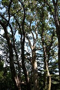 Botanische tuin
