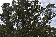Boom vol met bloemen....geen idee wat voor boom dit is...is gewoon mooi :)
