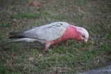 galah parrot