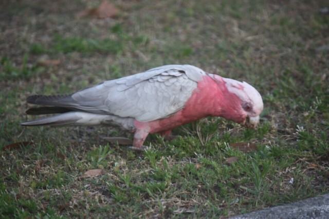 galah parrot