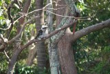 een kookaburra