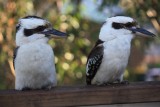 twee hongerige kookaburra's