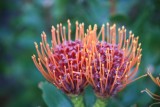 prachtige bloem