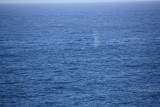 het wolkje.... daaronder zit een walvis