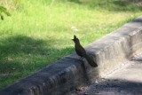 whipbird (kuifje in Australië)