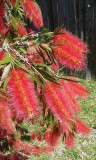 bottle brush, flessenragers, ze hebben ze hier in alle kleuren
