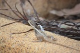 een ta ta lizzard