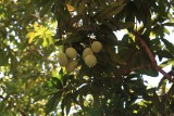 mango's