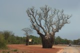 Baobab boom
