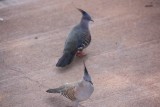 twee duifjes met kuifjes