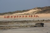 dromedarissen langs het strand in Broome