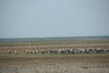 kraanvogels onderweg