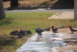 vogelpret onder de sproeier