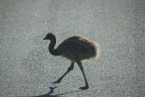 emu kindje