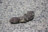 een skink midden op straat