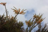 zoveel prachtig gekleurde bloemen