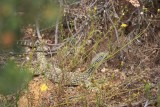 lizzard