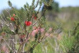 ook een soort bottle brush