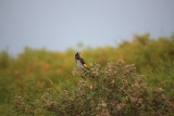 a honey eater