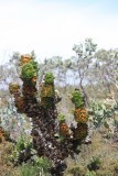 Fitzgerald National Park