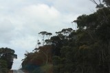 de karri trees steken overal bovenuit