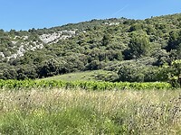 IMG_7261