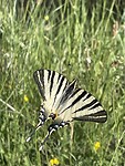 IMG_7309