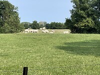 IMG_7386