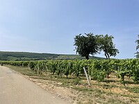 IMG_7379