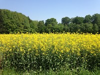 Koolzaadveld