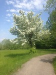 Bloesem in Lonato