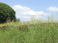 Bloemen in Soppe-Le-Haut