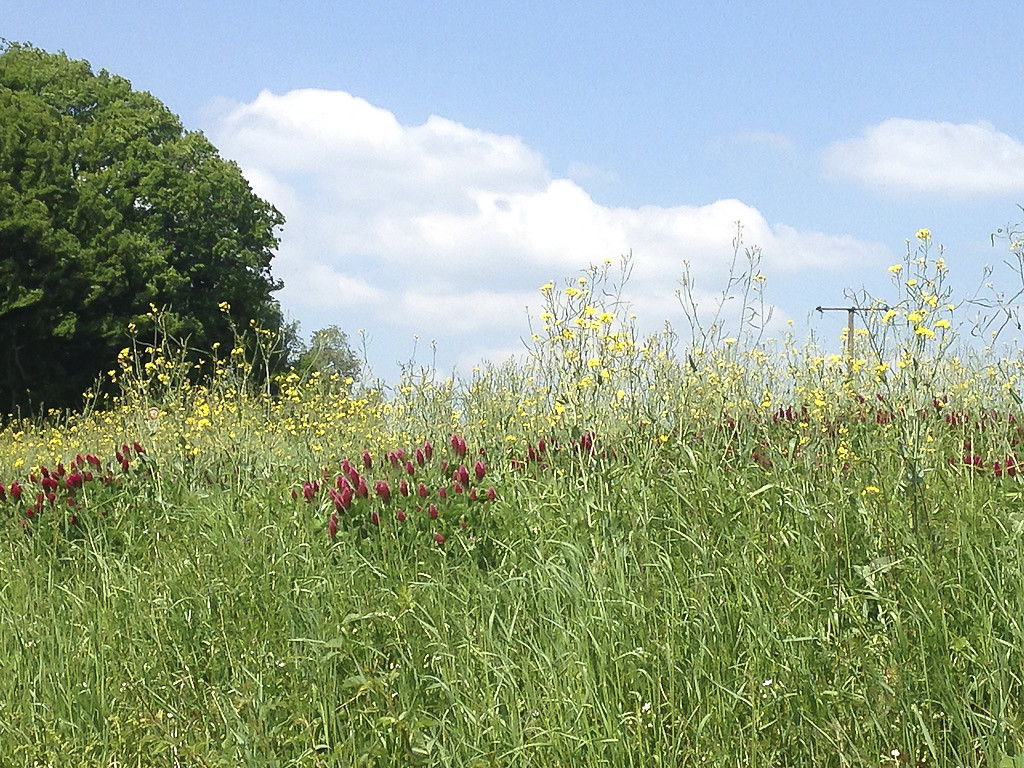 Bloemen in Soppe-Le-Haut