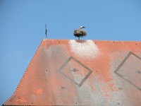 Ooievaar op het schip van de kerk