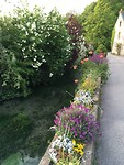 Veel bloemen hier