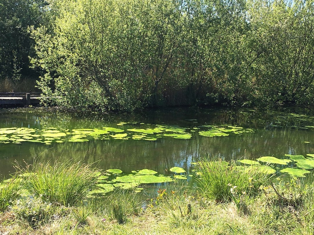 Waterplas in Condette
